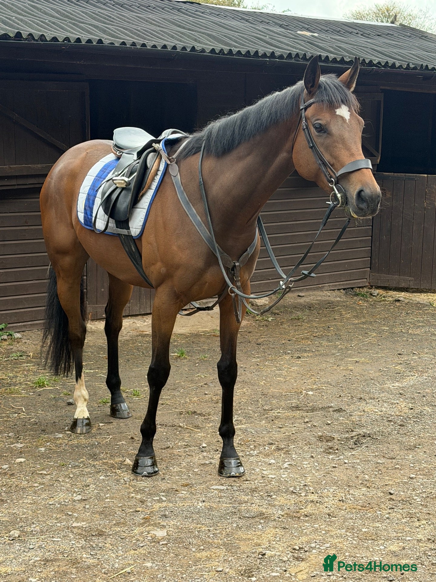 Irish Thoroughbred horses Kodi - The one with the WOW  - Advert 1