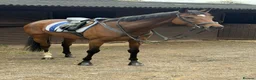 Irish Thoroughbred horses for sale: Kodi - The one with the WOW  - Advert 1