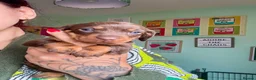 Dachshund dogs for sale: Adorable Dachshund puppies for sale - Advert 8