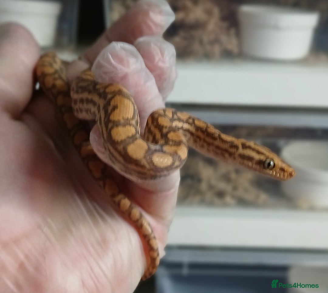 Boa Snake reptiles for sale: Brazilian Rainbow Boa's T-Albino - Advert 13