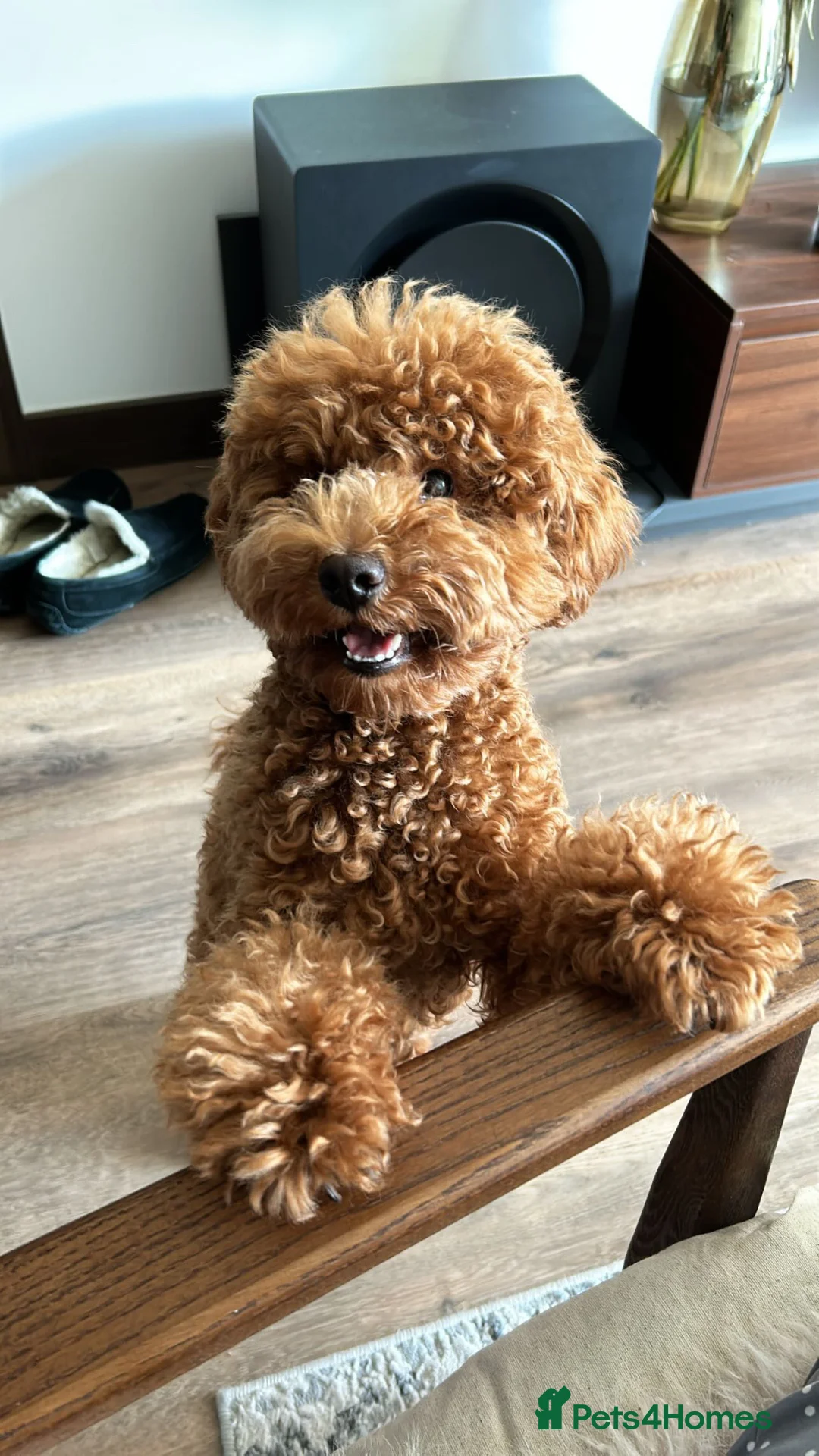 Toy Poodle dogs for stud: STUD TOY POODLE KC REGISTERED  - Advert 2