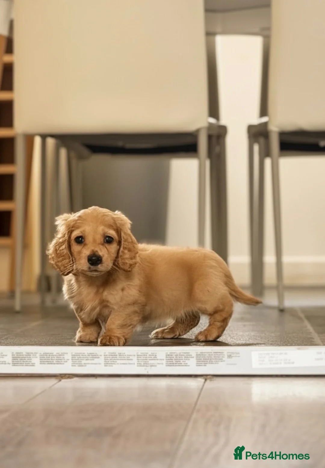 Miniature Dachshund dogs for sale: Stunning mini long cream girl  - Advert 1