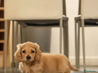 Miniature Dachshund dogs Stunning mini long cream girl - Advert 1