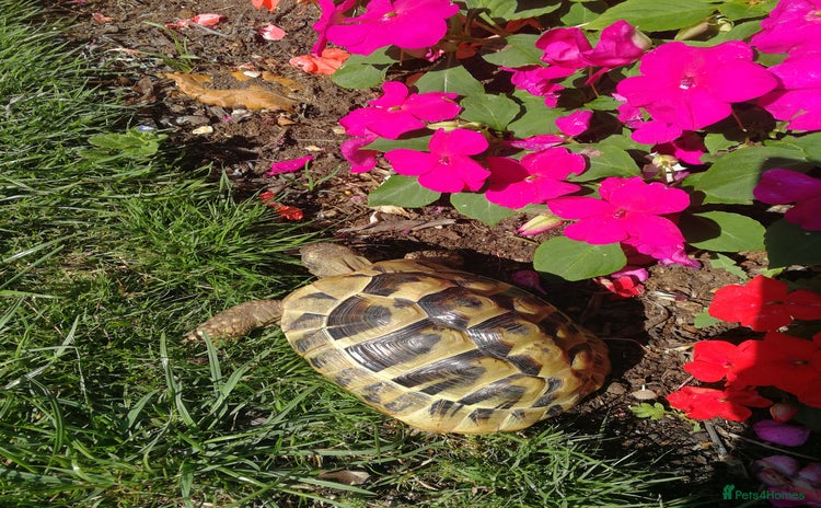 Tortoise reptiles - Advert 6