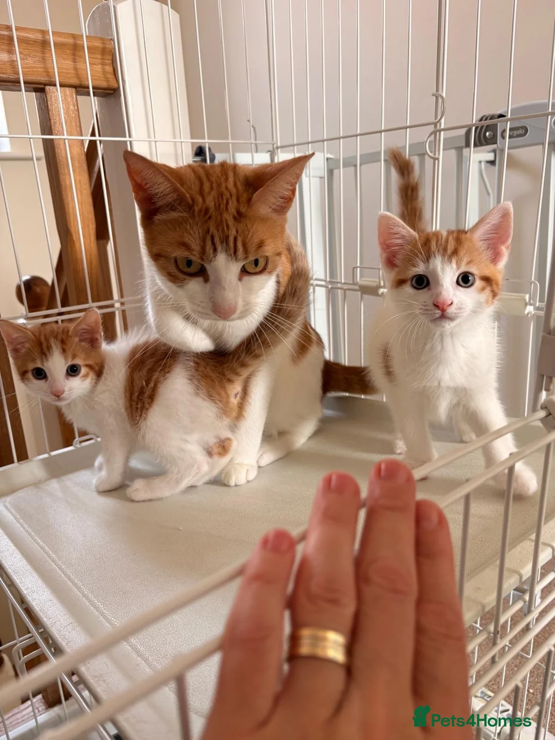 Mixed Breed cats for sale: Meet Holly’s New Ginger & White Babies - Advert 8