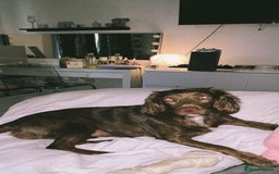 English Springer Spaniel dogs for sale: Merle Cocker spaniel  - Image 3