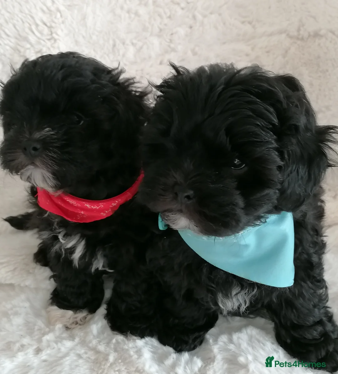 Toy Poodle dogs for stud: *2 STUDS AVAILABLE*FULL PEDIGREE SILVER & PHANTOM - Advert 39