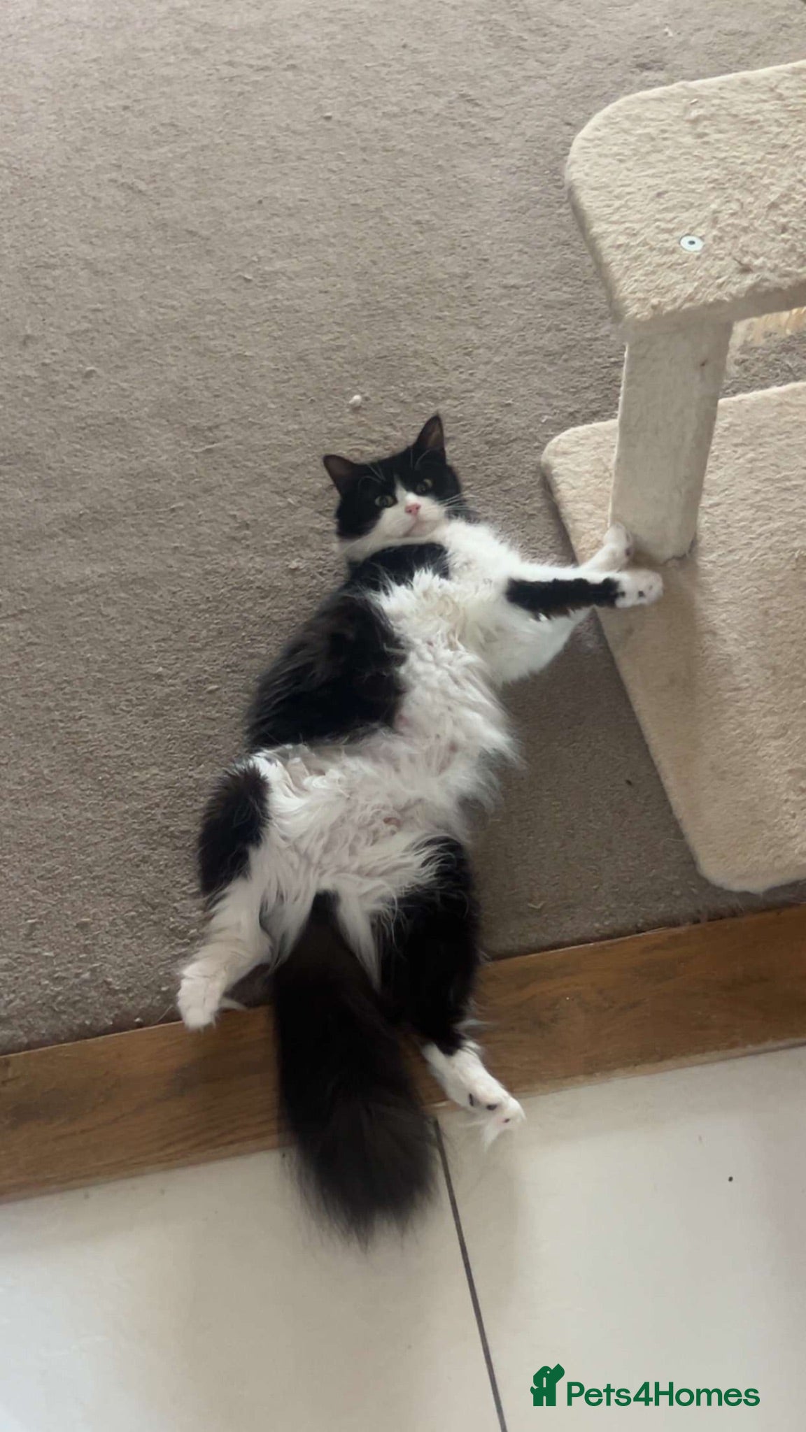 Maine Coon cats Norwegian Forest x Maine Coon Kittens 🐾 - Advert 1