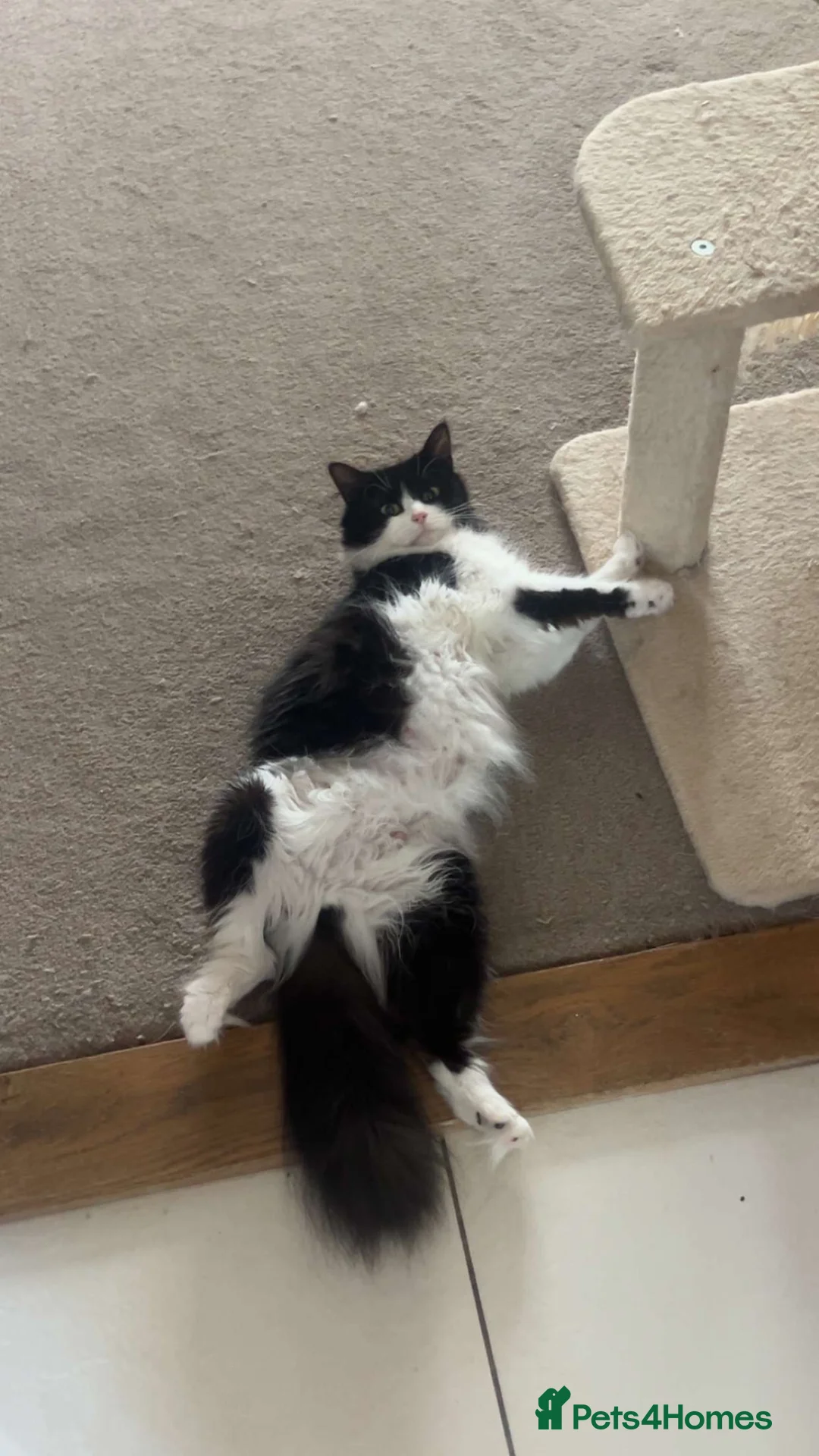 Maine Coon cats for sale: Norwegian Forest x Maine Coon Kittens 🐾 - Advert 2