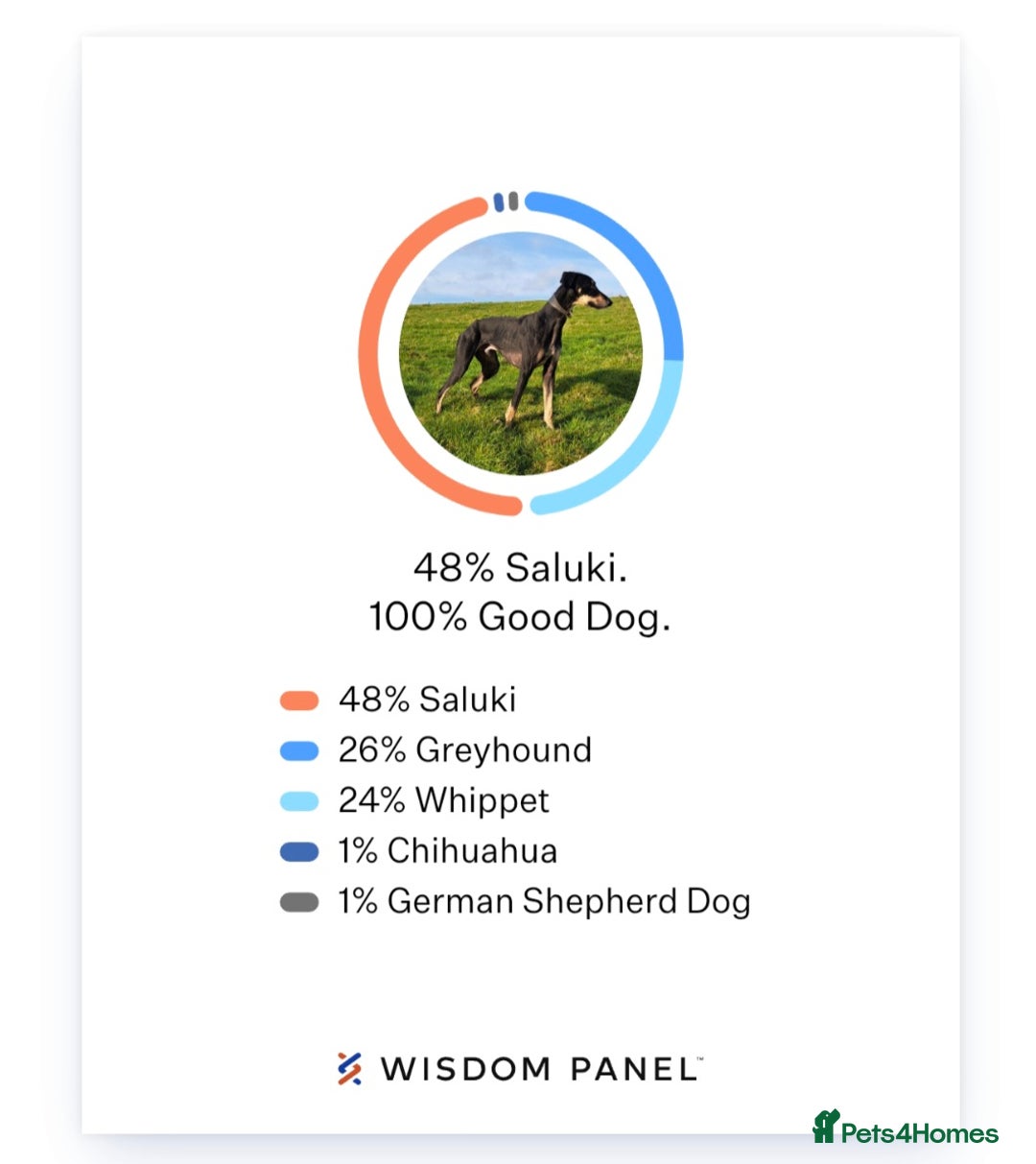 Lurcher dogs for sale: Beautiful litter of Lurcher pups - Advert 24