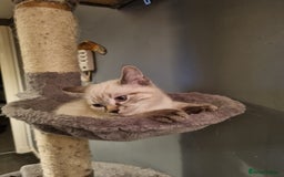 Ragdoll cats for sale: Ragdoll X Bengal - Image 1