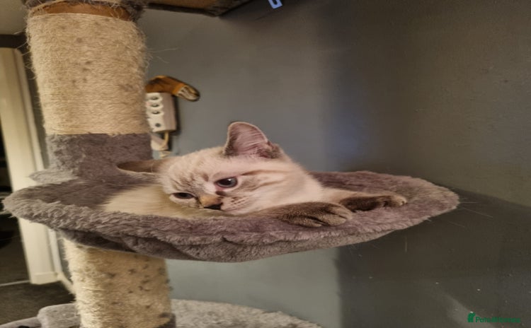 Ragdoll cats - Advert 15
