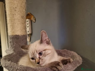 Ragdoll cats - Advert 25