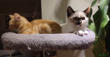 British Shorthair cats in Great Missenden - Advert 13