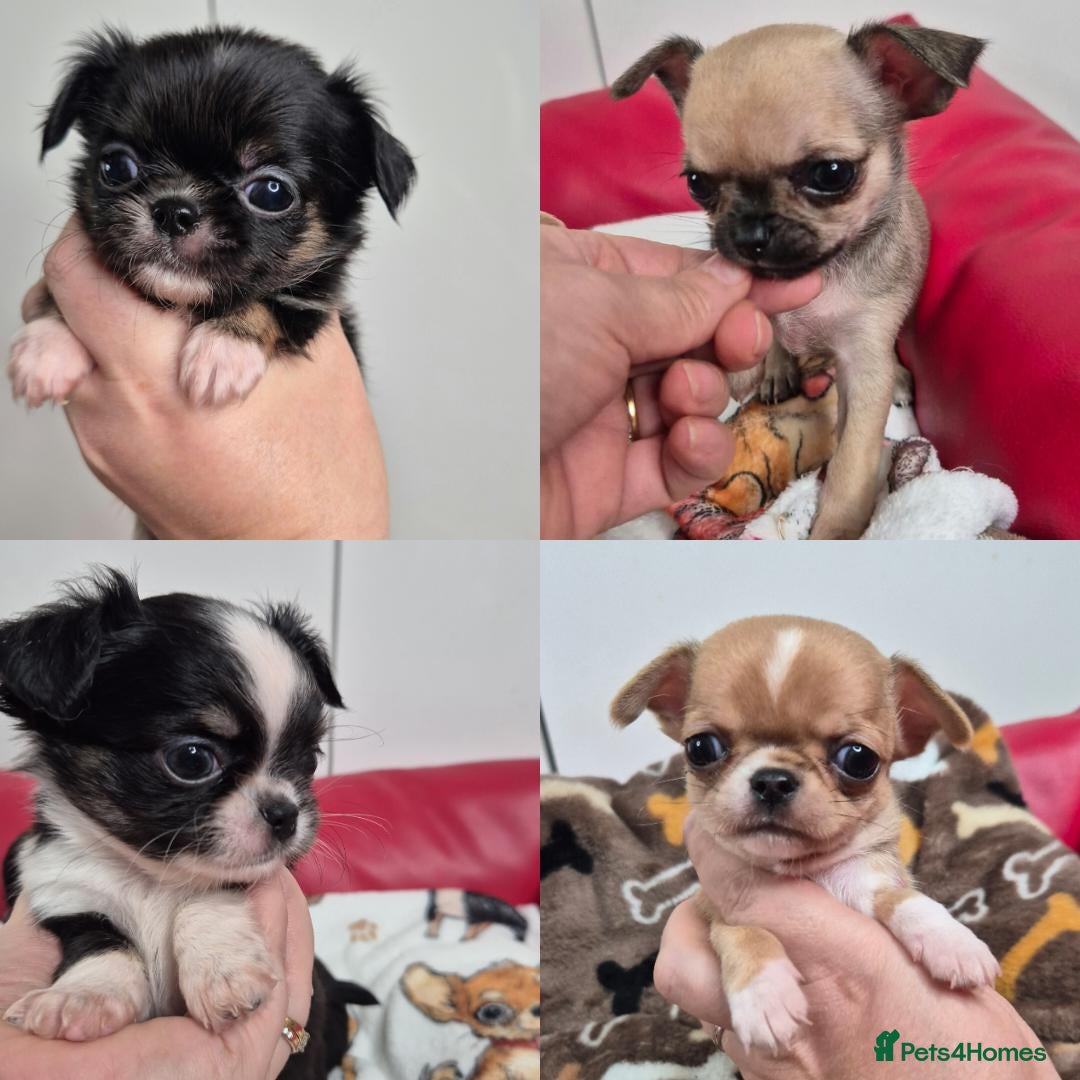 Chihuahua dogs KC registered Chihuahua puppies  - Advert 8