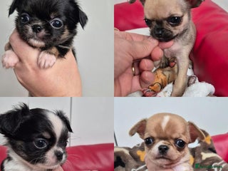 Chihuahua dogs KC registered Chihuahua puppies - Advert 8