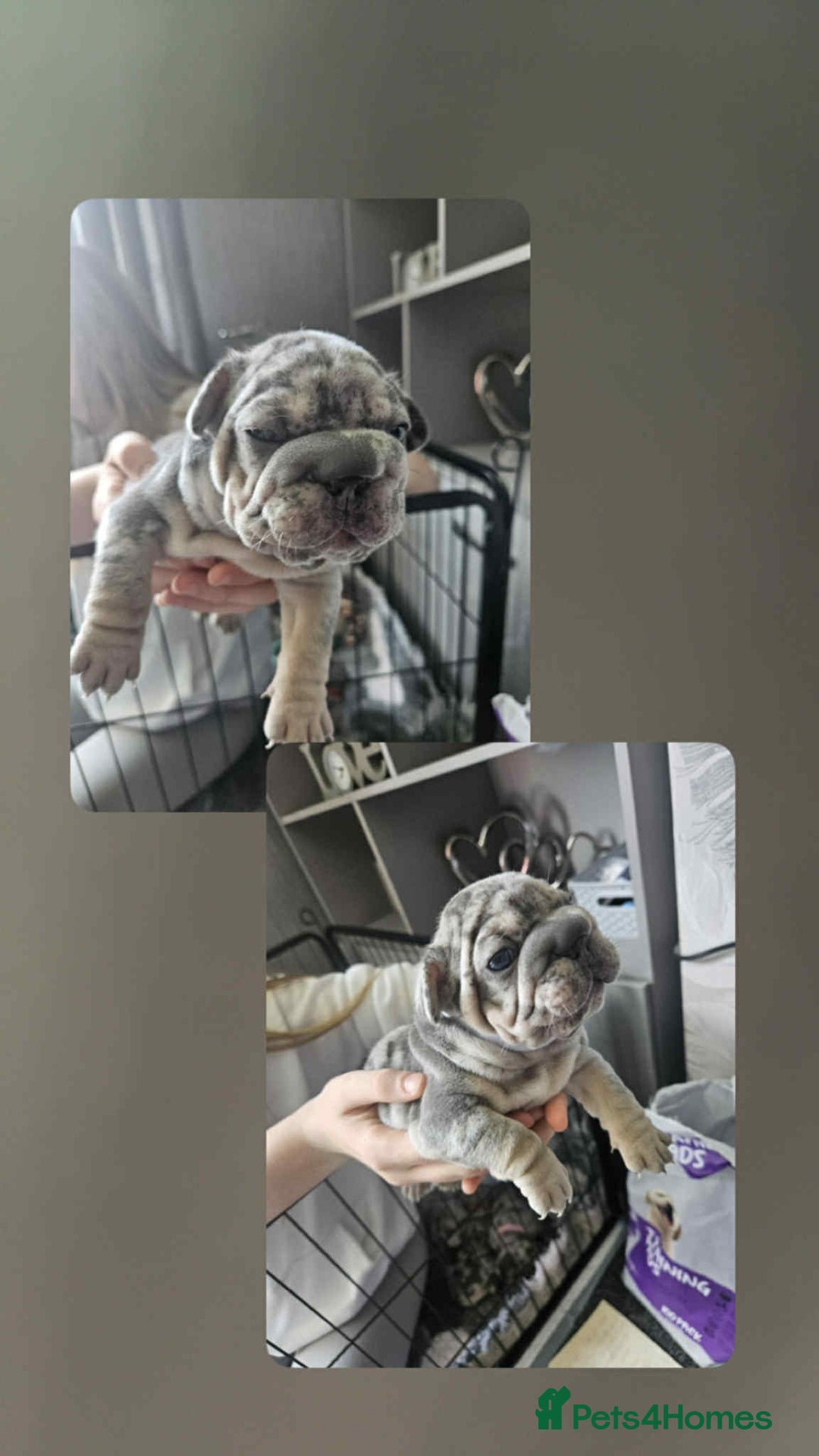 French Bulldog dogs for sale:  Beautiful french bulldog puppies for sale - Image 6
