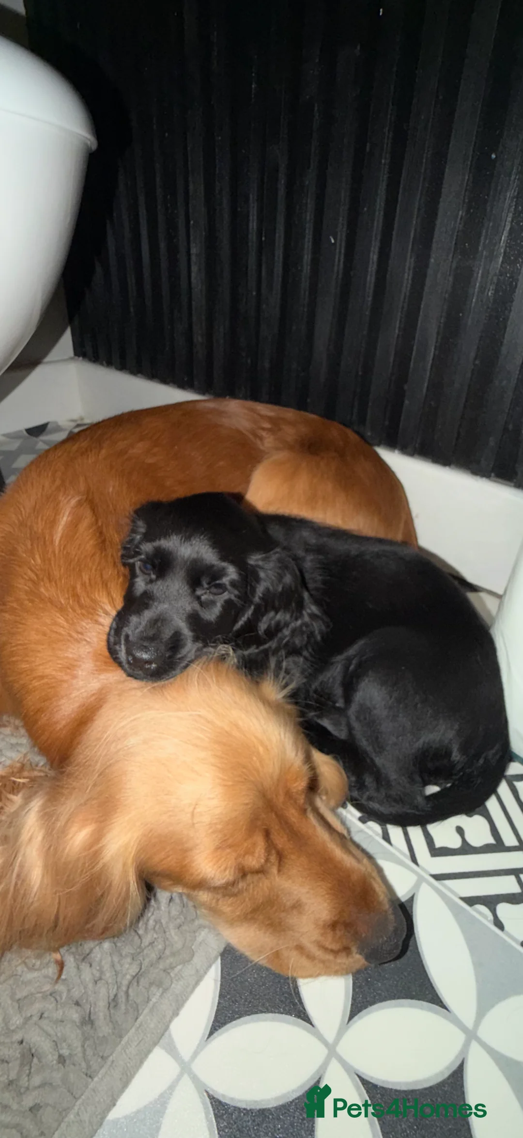 Cocker Spaniel dogs for sale: Show cocker spaniel 10 weeks old - Advert 5