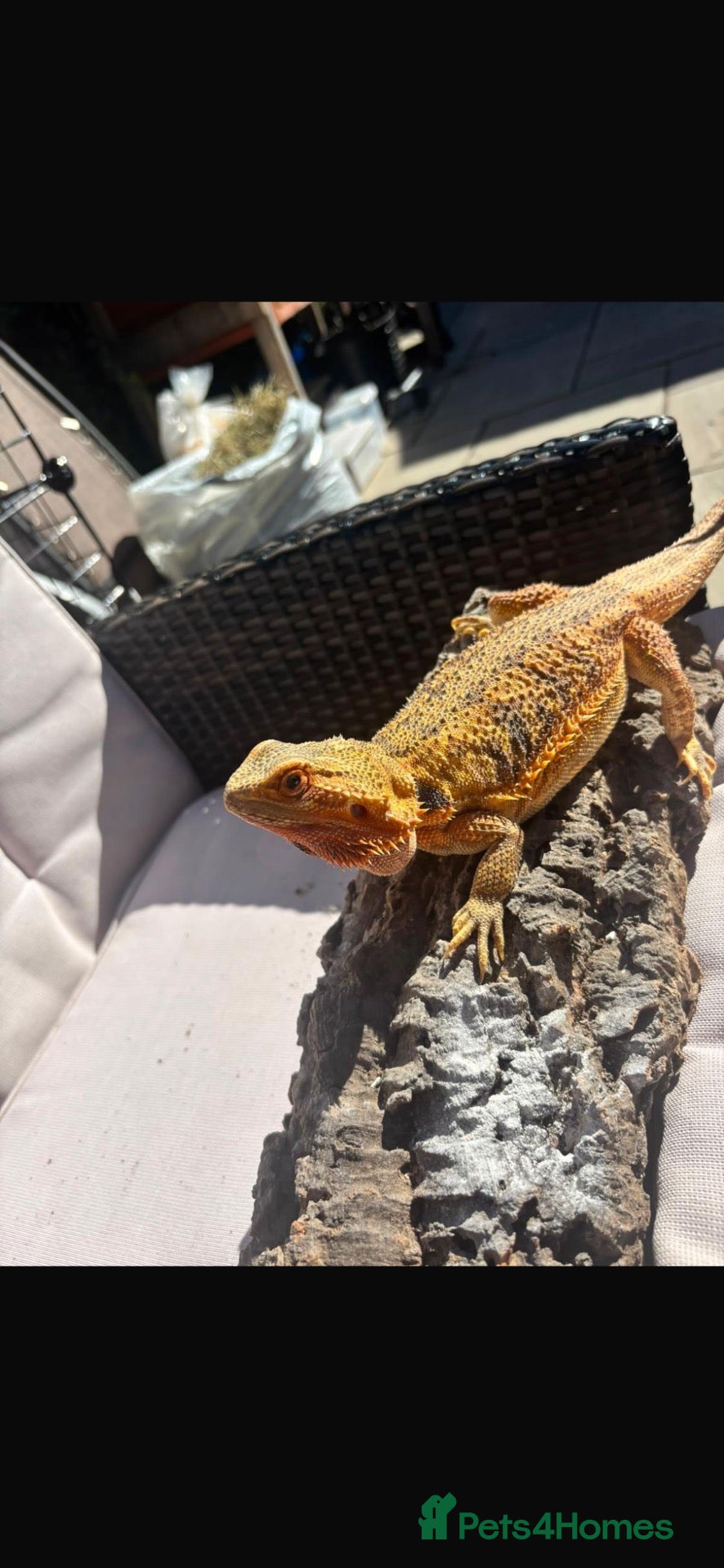 Bearded Dragon reptiles Bearded dragon  - Advert 1