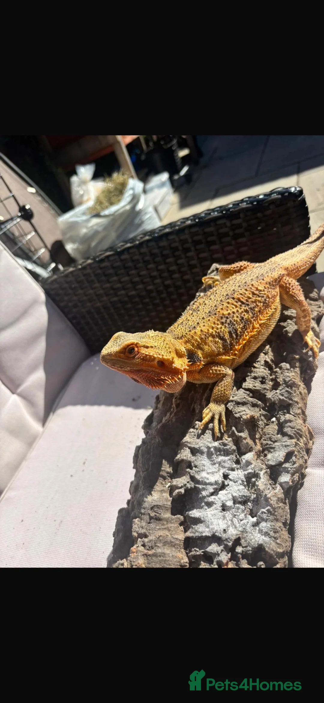 Bearded Dragon reptiles for sale: Bearded dragon  in Maidstone - Advert 1
