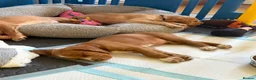 Cocker Spaniel dogs for sale: 1 KC Reg Cocker-Spaniels Puppies for Sale - Advert 3