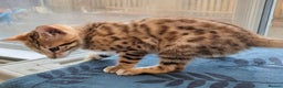 Bengal cats for sale: Bengal Kittens Purebreed Ready to Leave - Advert 8