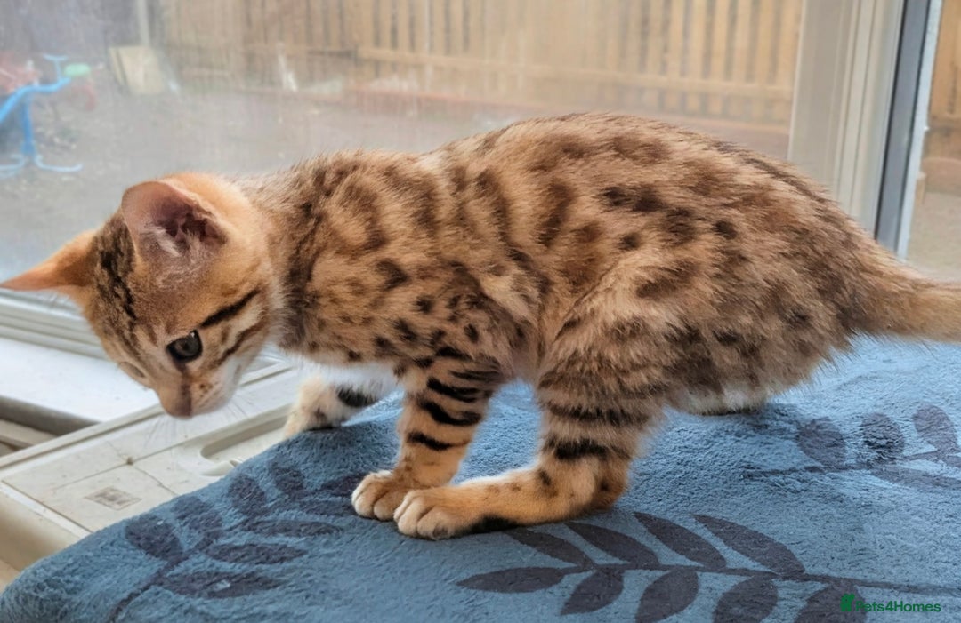 Bengal cats for sale: Bengal Kittens Purebreed Ready to Leave - Advert 8