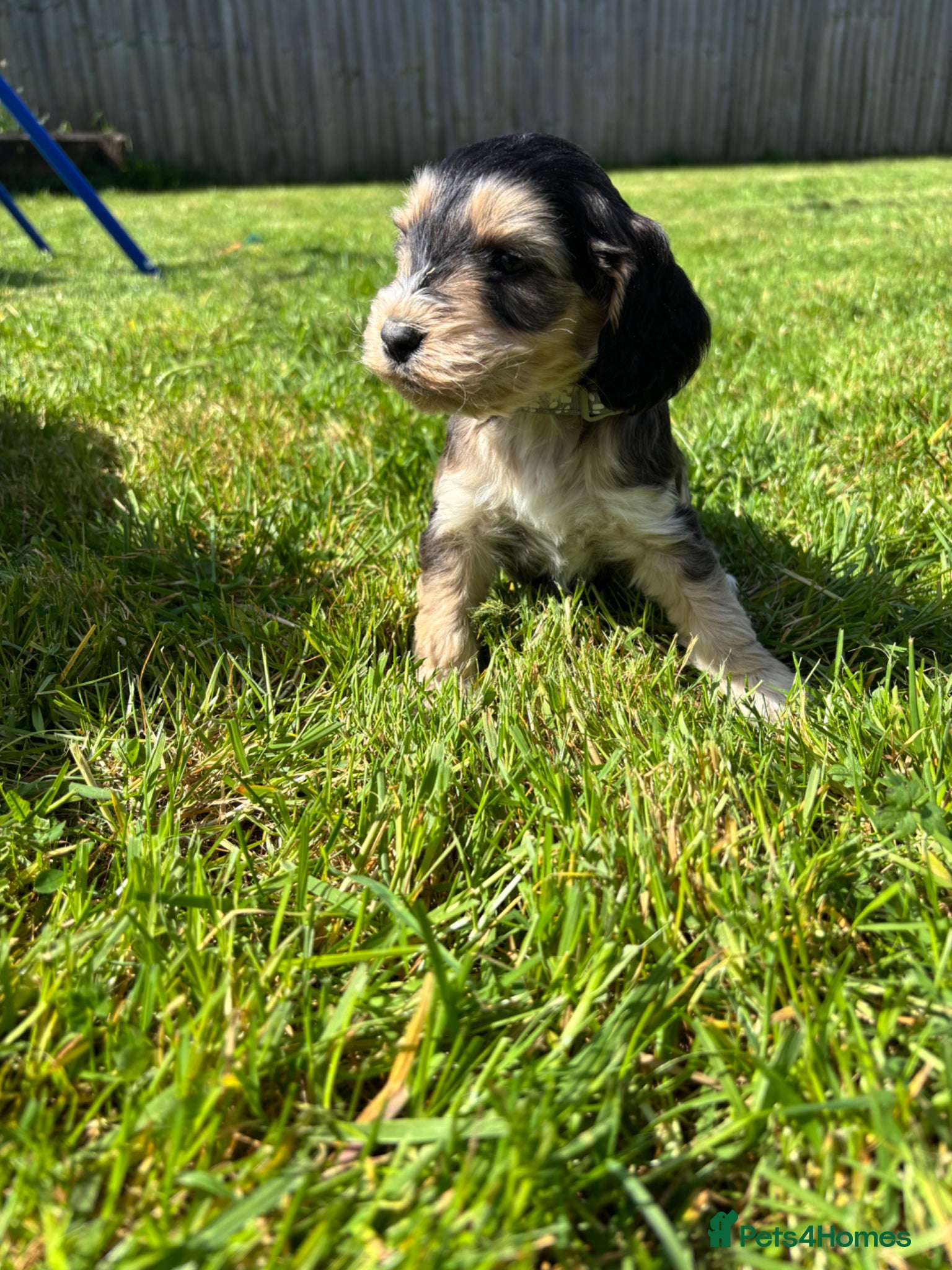 Cockapoo dogs Beautiful cockerpoo puppies - Advert 1
