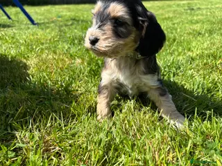 Cockapoo dogs Beautiful cockerpoo puppies - Advert 5