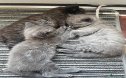 Ragdoll cats for sale: Ragdoll cross kittens - Image 1