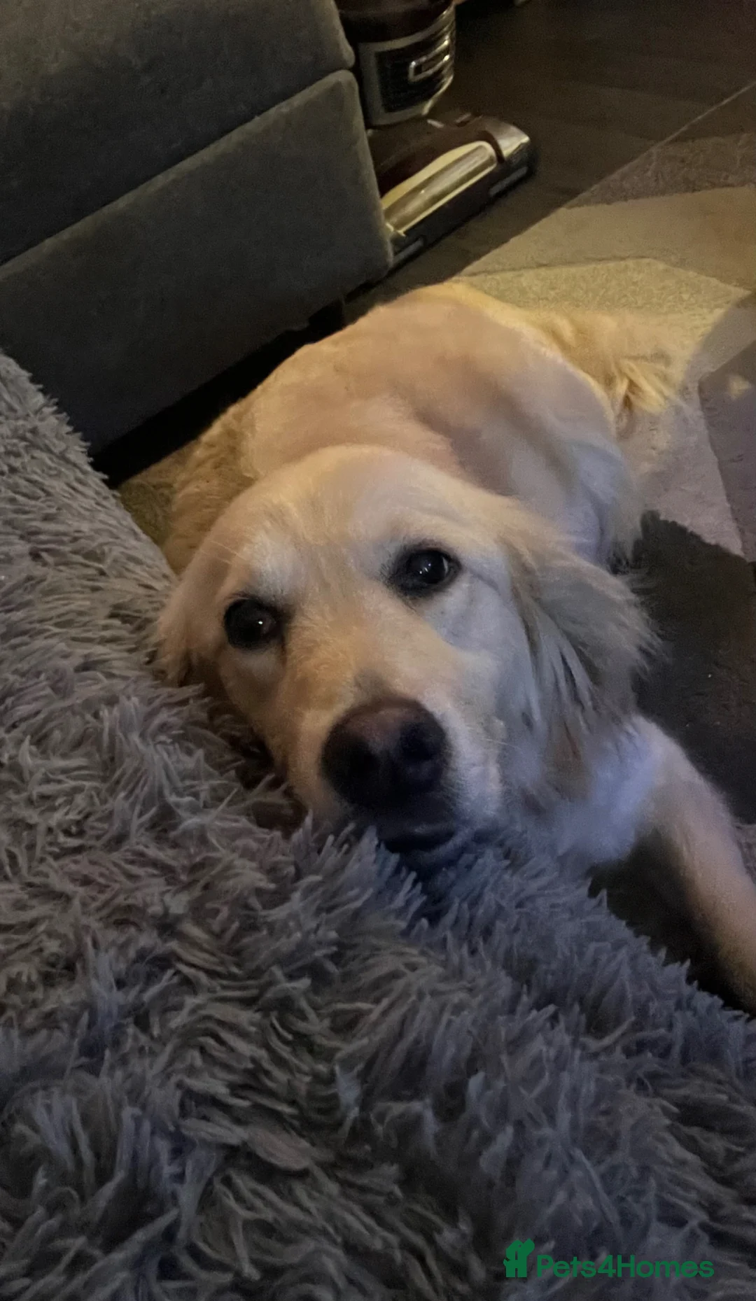 Golden Retriever dogs for sale: 7 beautiful golden retriever pups. - Advert 2