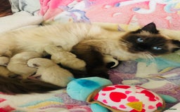 Ragdoll cats for sale: Ragdoll kittens  - Image 9