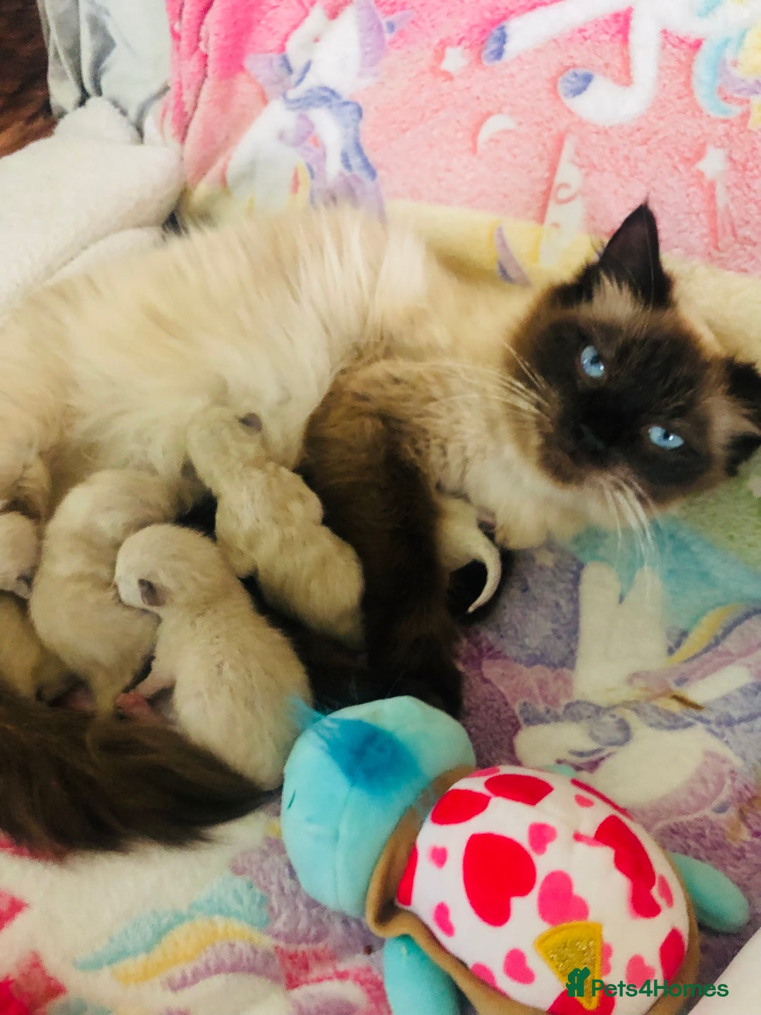 Ragdoll cats for sale: Ragdoll kittens  - Image 9