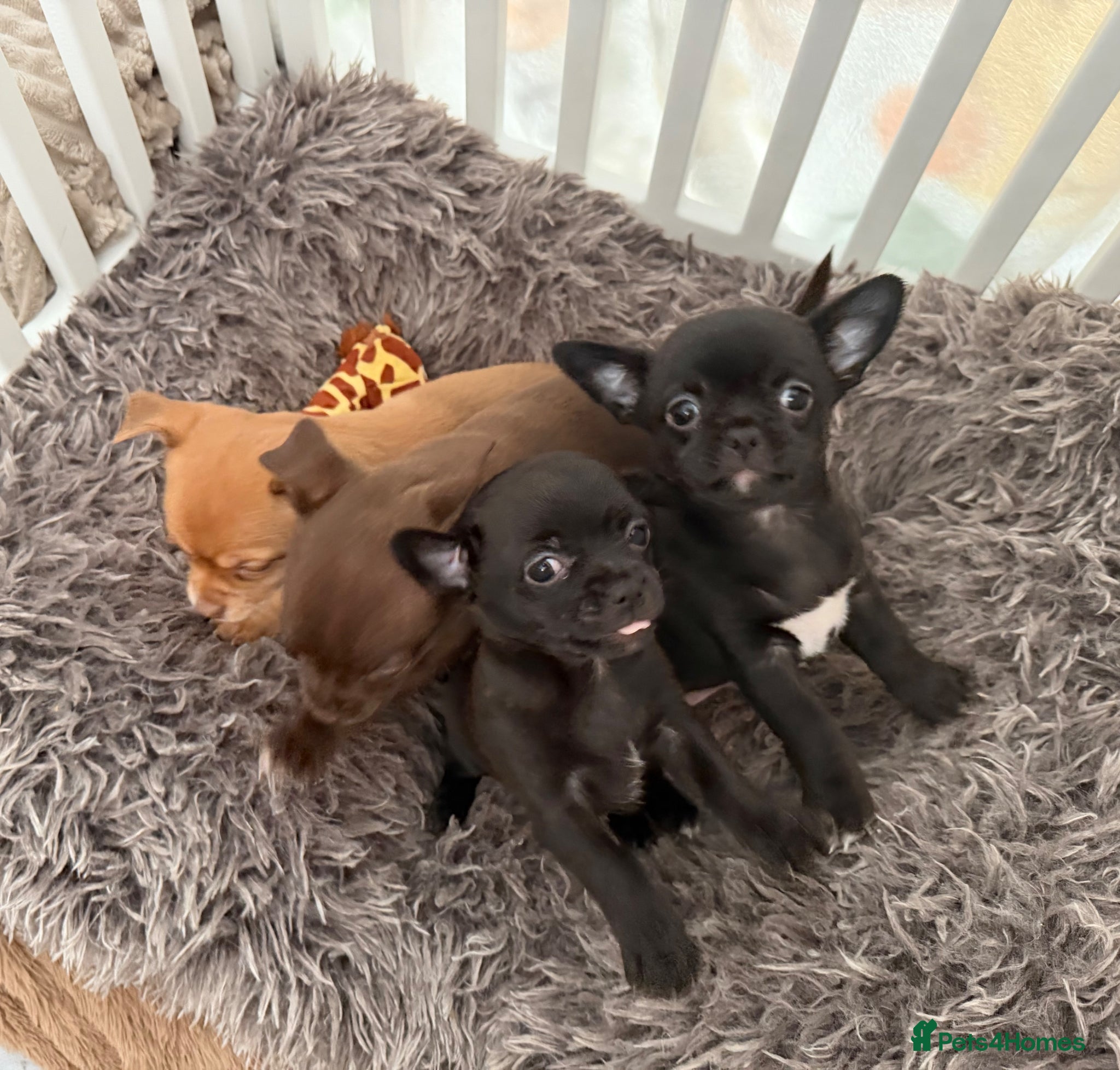 Chihuahua dogs Stunning Chihuahua Puppies- Final 2 ready 10 days  - Advert 11