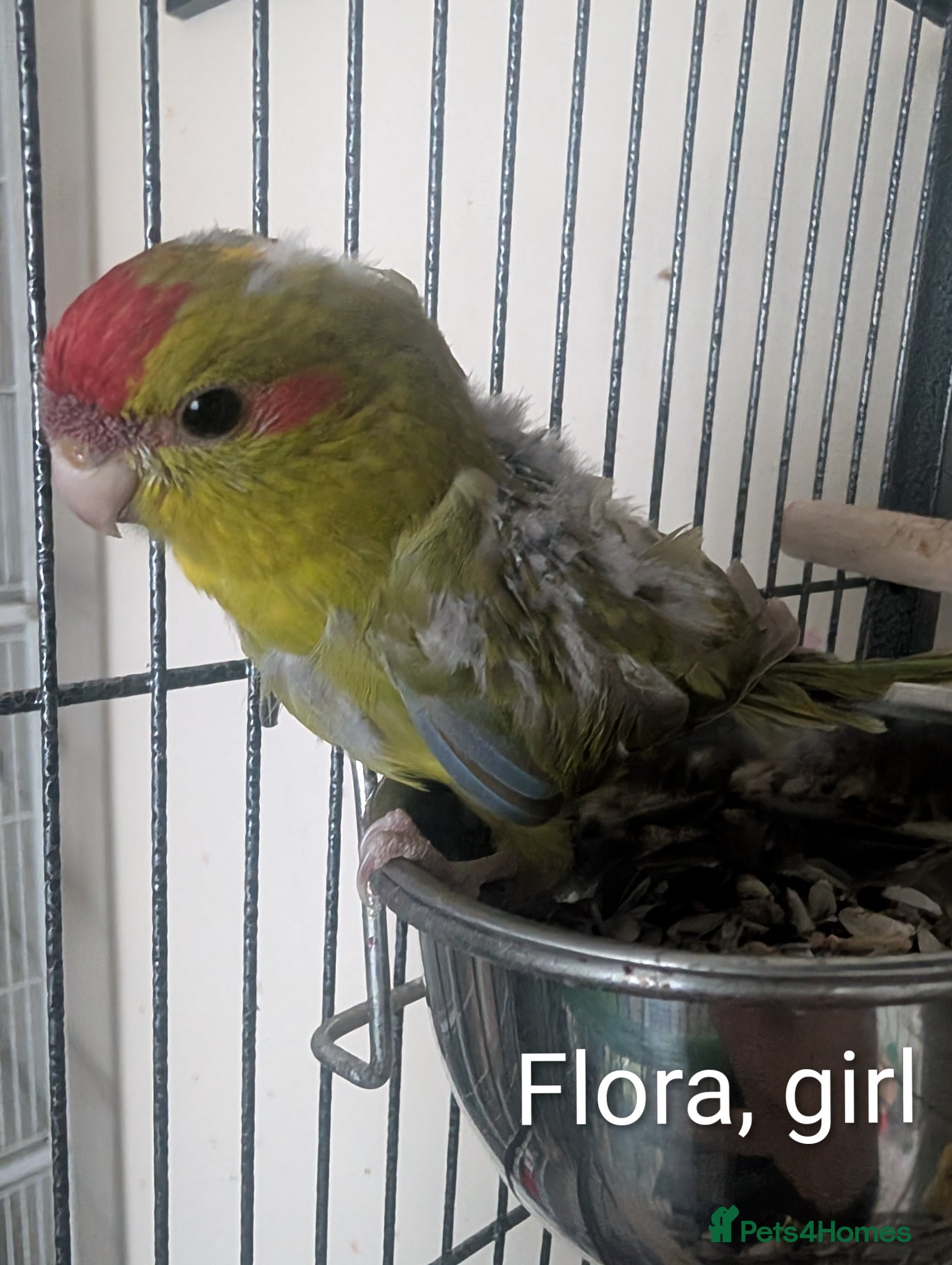 Parakeets birds Family reared baby kakarikis - Advert 1