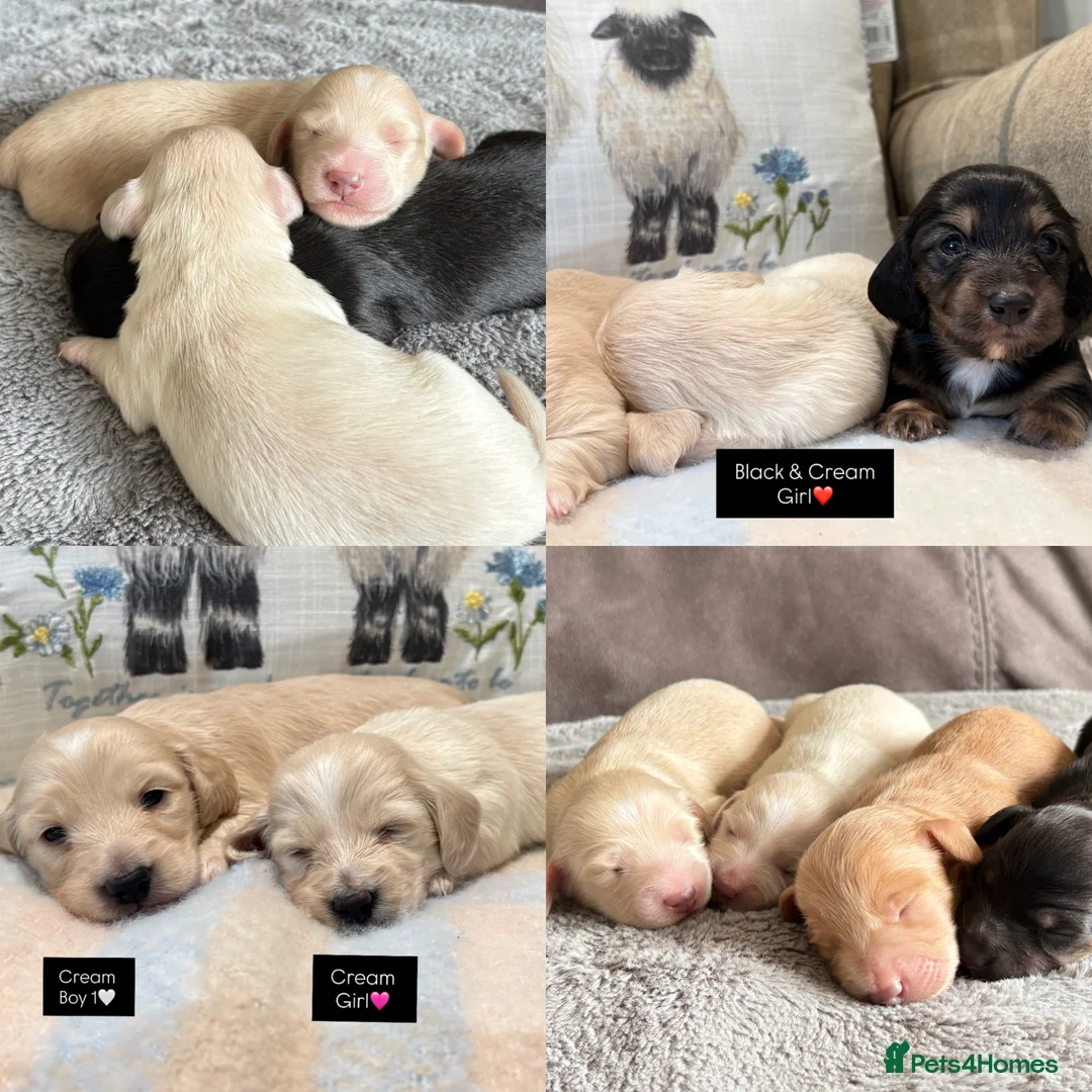Miniature Dachshund dogs for sale: CREAM MINIATURE LONG HAIRED DACHSHUNDS🤍 - Advert 1