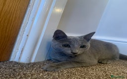 Russian Blue cats for sale: 13 weeks old Russian Blue (male) - Image 7