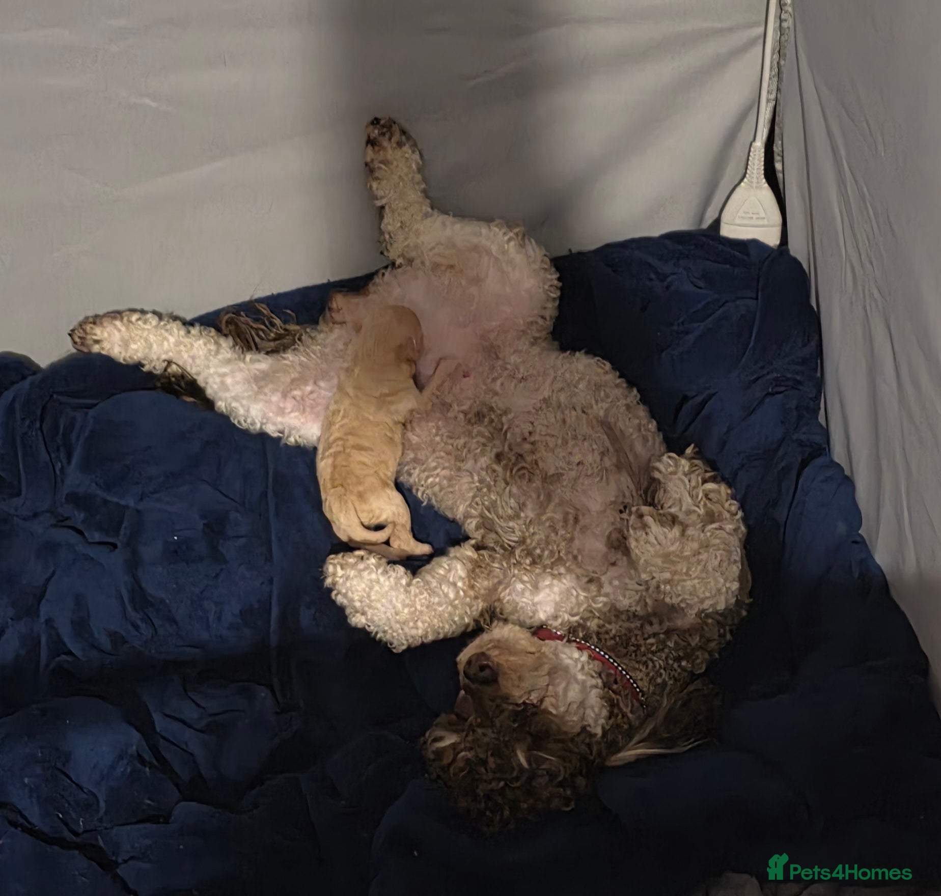 Toy Poodle dogs Gorgeous teddy bear toy poodle  - Advert 9