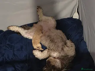 Toy Poodle dogs Gorgeous teddy bear toy poodle - Advert 9