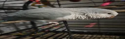 Parakeets birds for sale: Hand reared, talking, cuddly Quaker parrot  in Middlesbrough - Advert 10