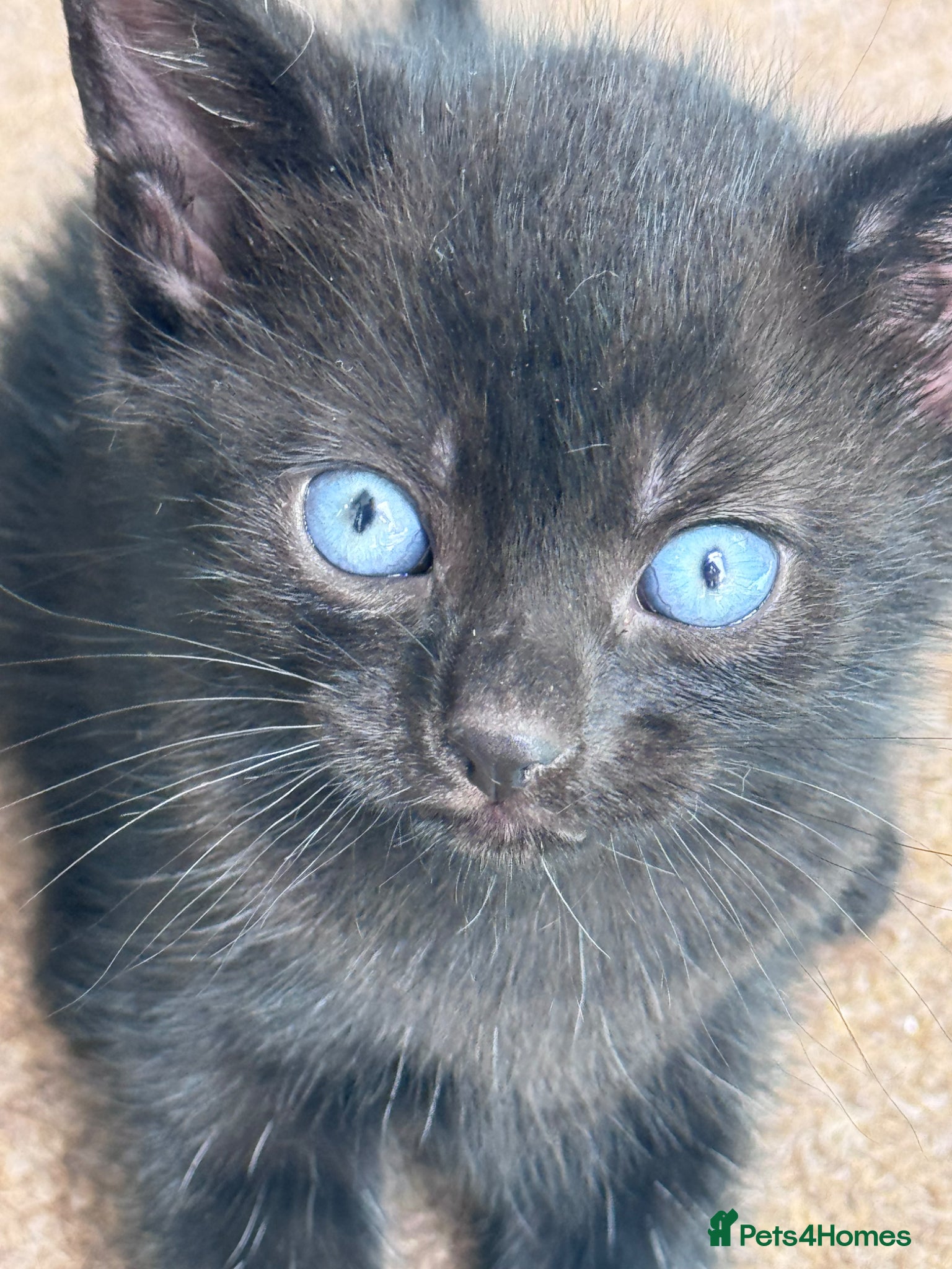 Mixed Breed cats Beautiful black kittens - Advert 11