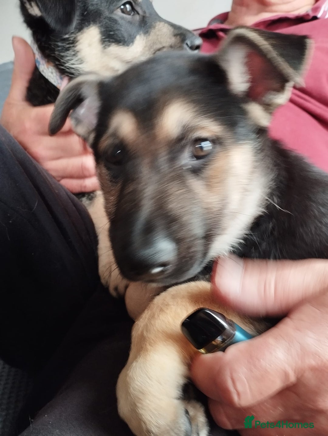 German Shepherd dogs for sale: German shepherd puppy - Image 4