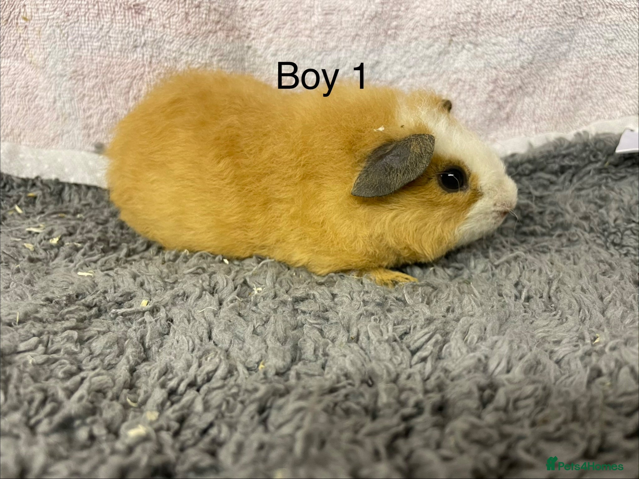 Guinea Pig rodents for sale: Beautiful teddy boy babies  - Advert 2