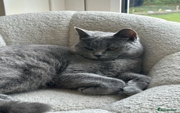 British Shorthair cats for sale: British Short Hair  - Image 1
