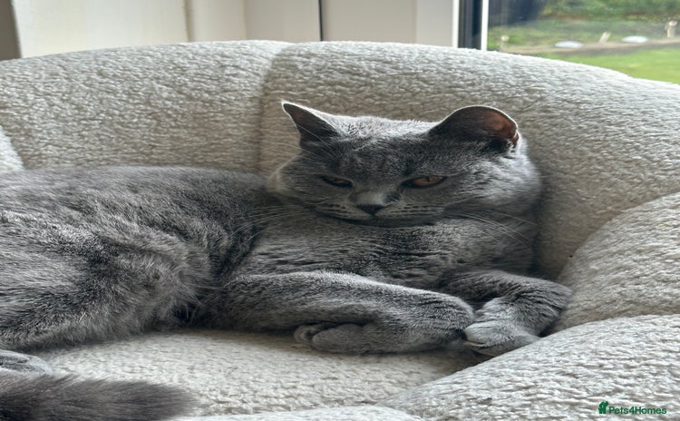 British Shorthair cats - Advert 10