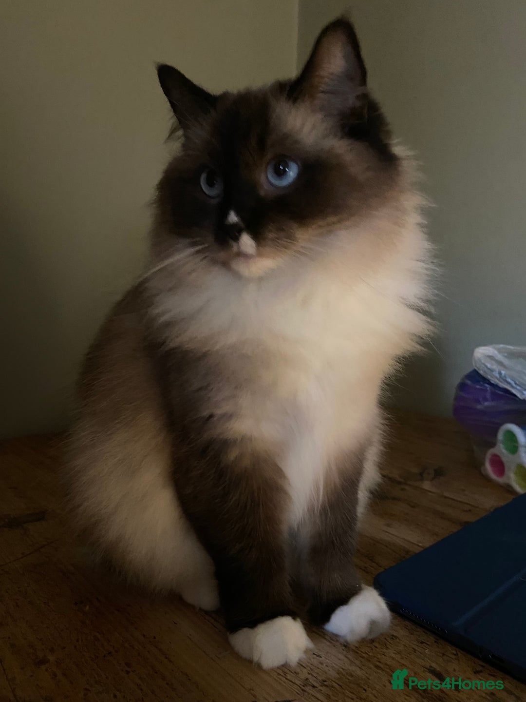 Ragdoll cats for sale: Beautiful girl for loving home  - Image 2