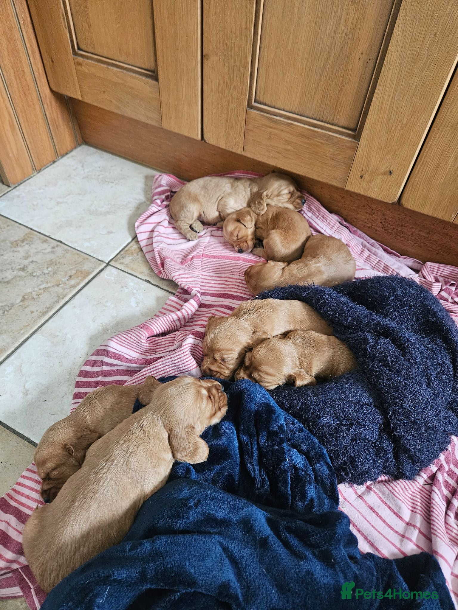 Cocker Spaniel dogs Gorgeous Cocker Spaniel Puppies - Advert 1
