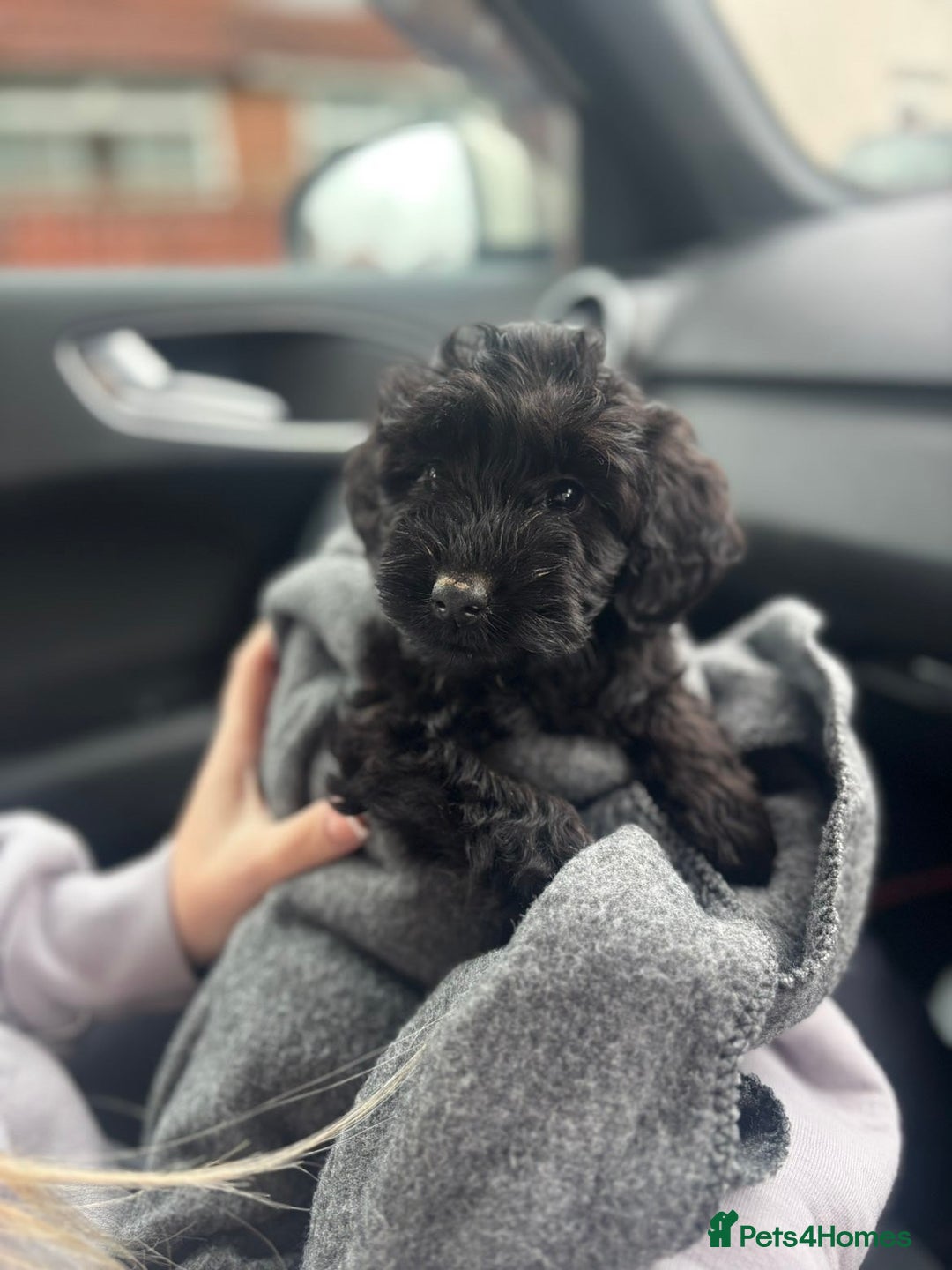 Maltipoo dogs for sale: Maltipoo - Advert 1