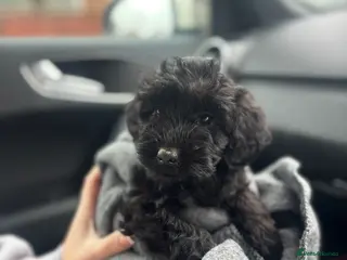 Maltipoo dogs Maltipoo - Advert 4