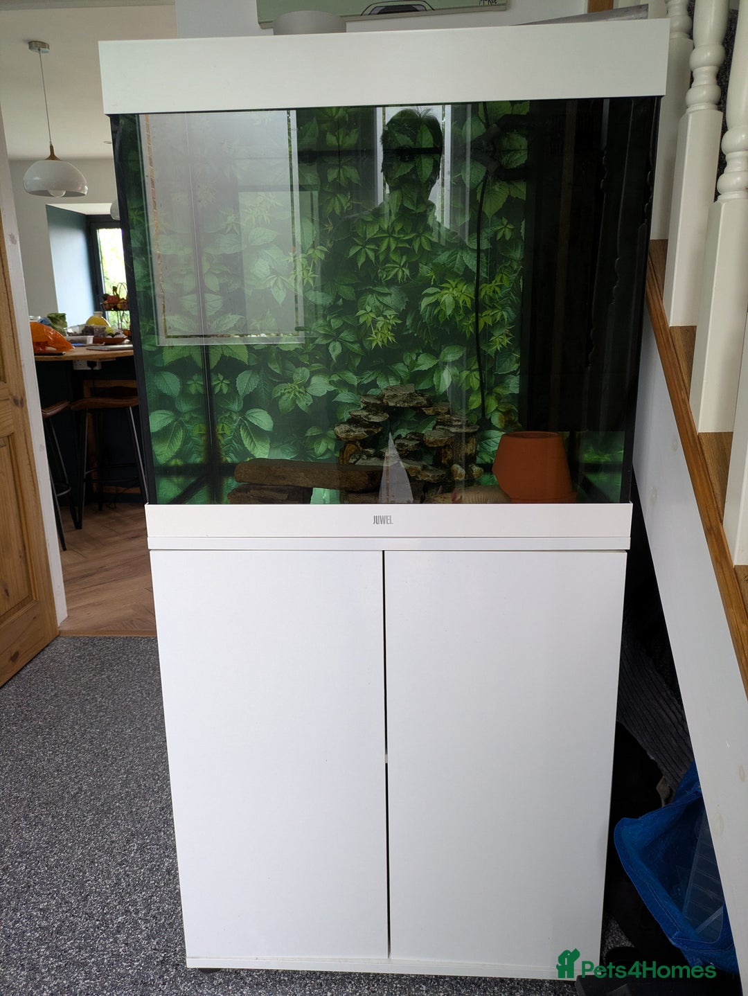 Axolotl reptiles for sale: Male dirty leucistic axolotl and tank  - Advert 2